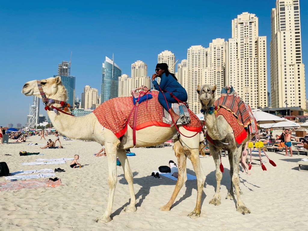 Kamela am Strand in Dubai Marina